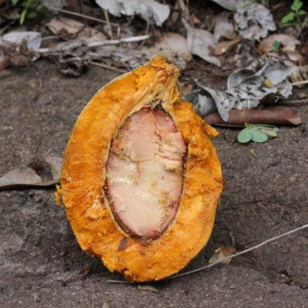 Sansapote Live Plant (Licania platypus)