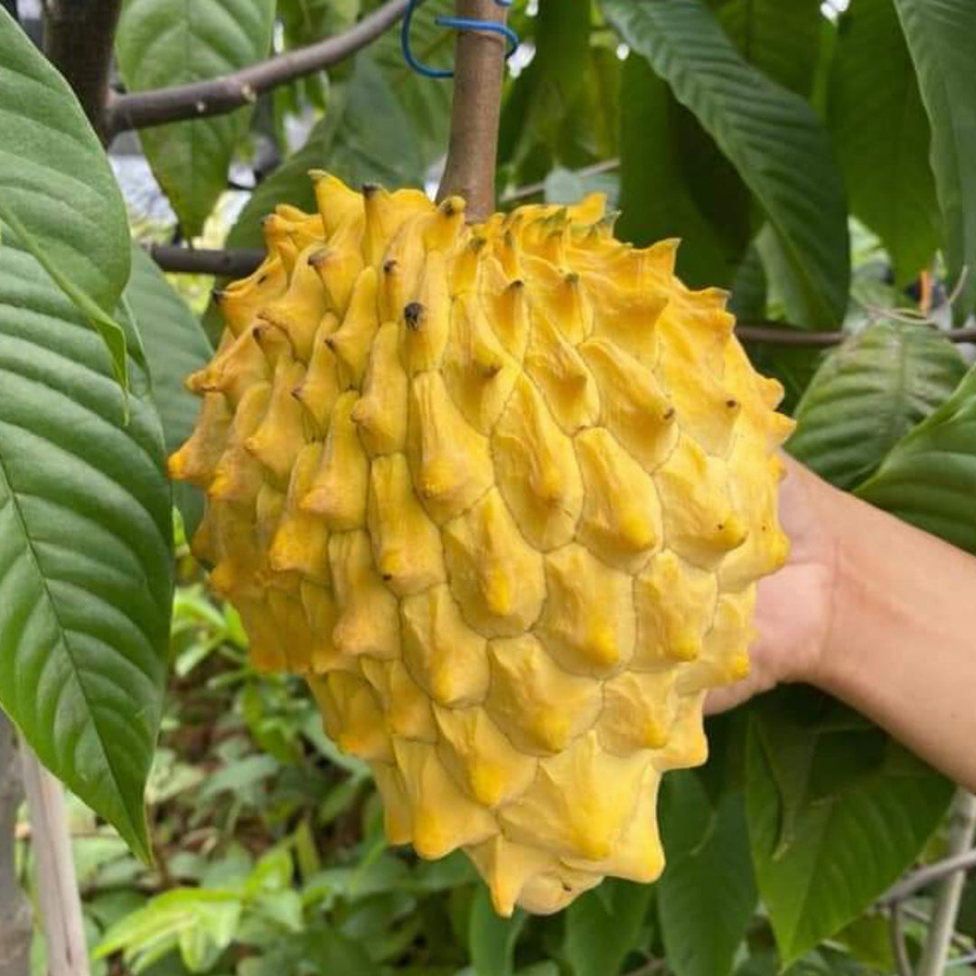 Rollinia Live Plants (Rollinia Deliciosa)