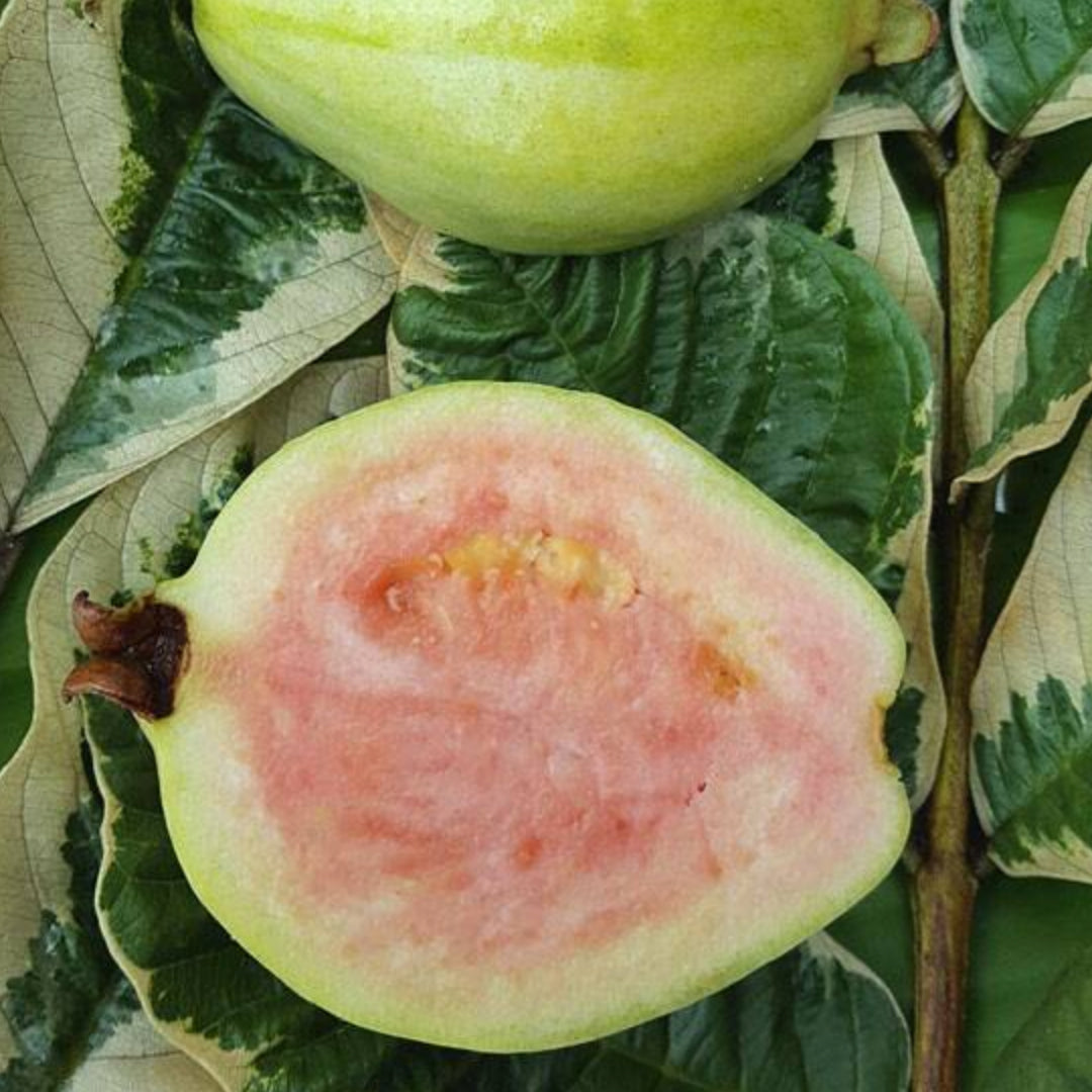 Verigated Guava Live Plant (Sidium Guajava)