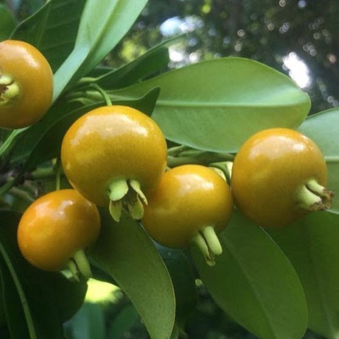 Yellow Grumichama Live Plant (Eugenia brasilensis var. leucocephala)