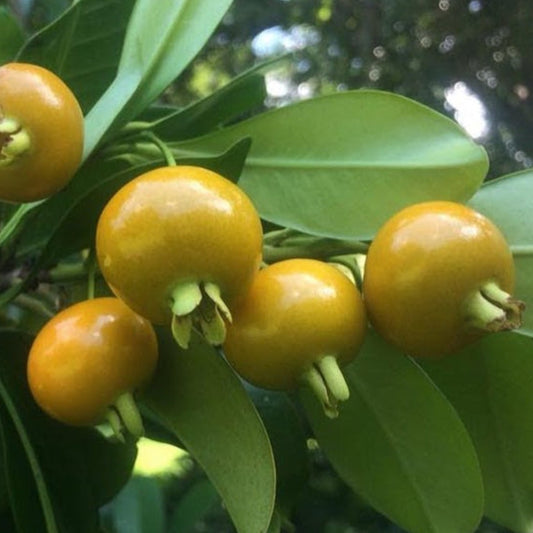 Yellow Grumichama Live Plant (Eugenia brasilensis var. leucocephala)