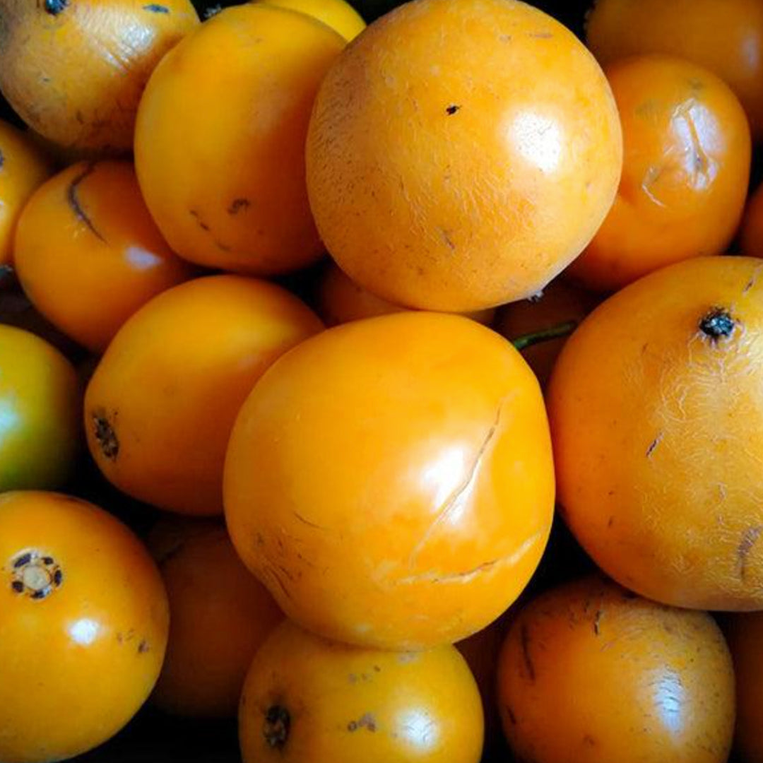 Mundu Fruit Live Plants (Garcinia Dulcis)