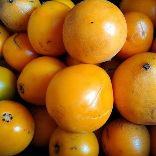 Mundu Fruit Live Plants (Garcinia Dulcis)
