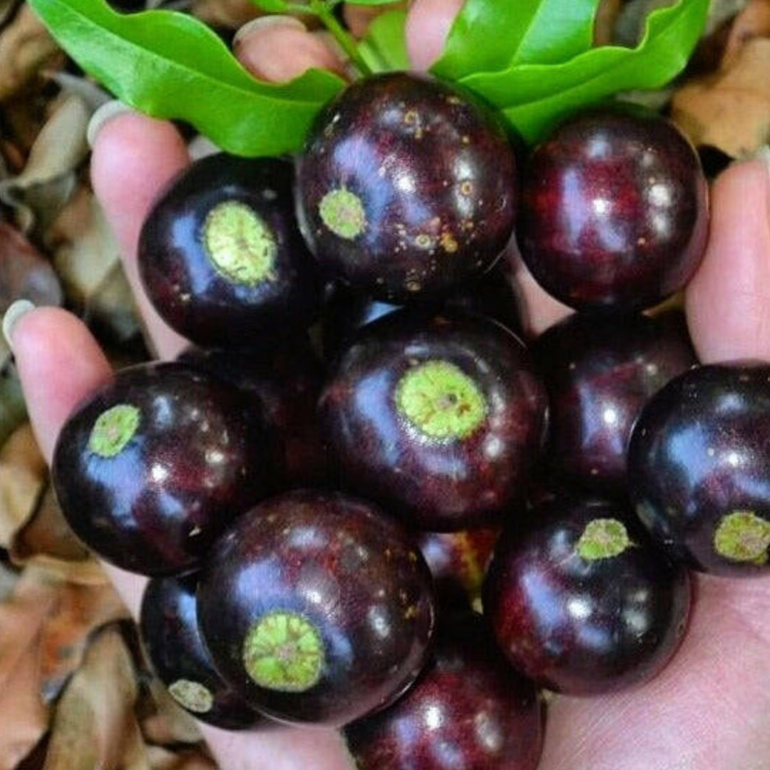 Val-Paraiso Jaboticaba Live Plant (Plinia Coronata “Val-Paraiso)