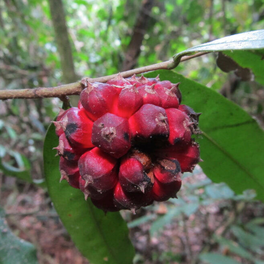 Duguetia peruviana Live plant (Duguetia peruviana)