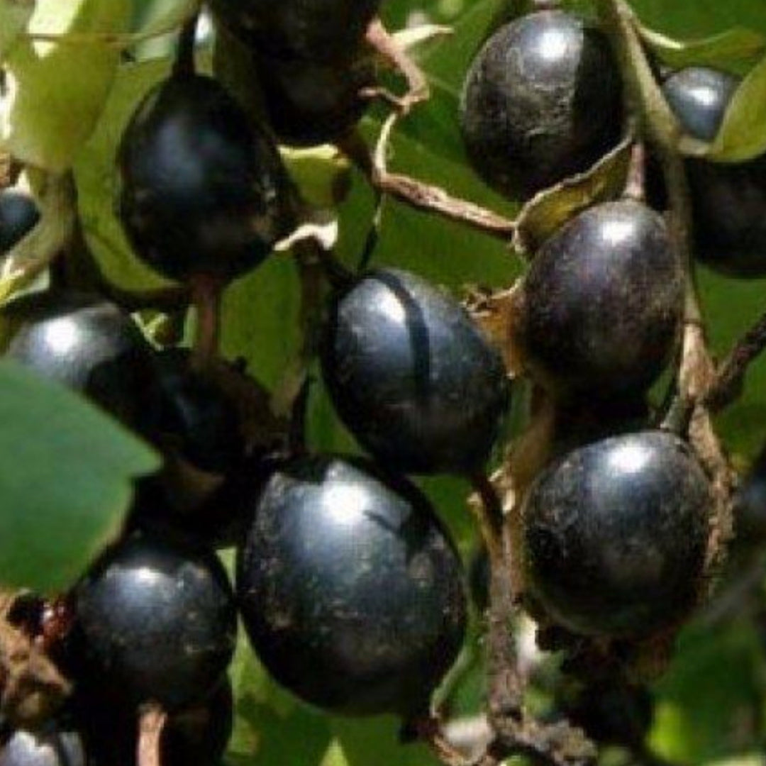 Jaboticaba Rosada Live Plant (Plinia Cauliflora “Polpa Rosea”)