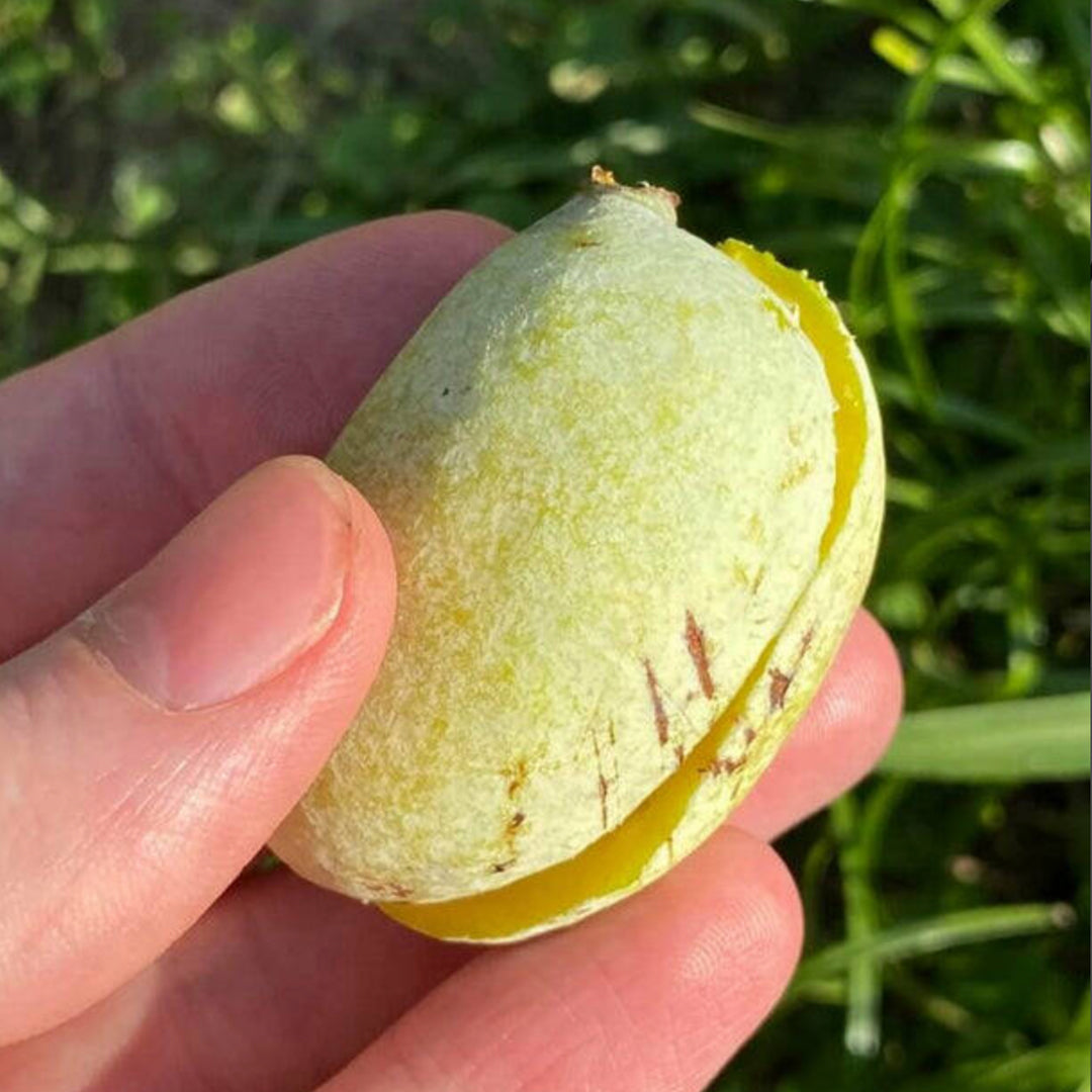 Flag Pawpaw Live plant (Asimina Obovate)