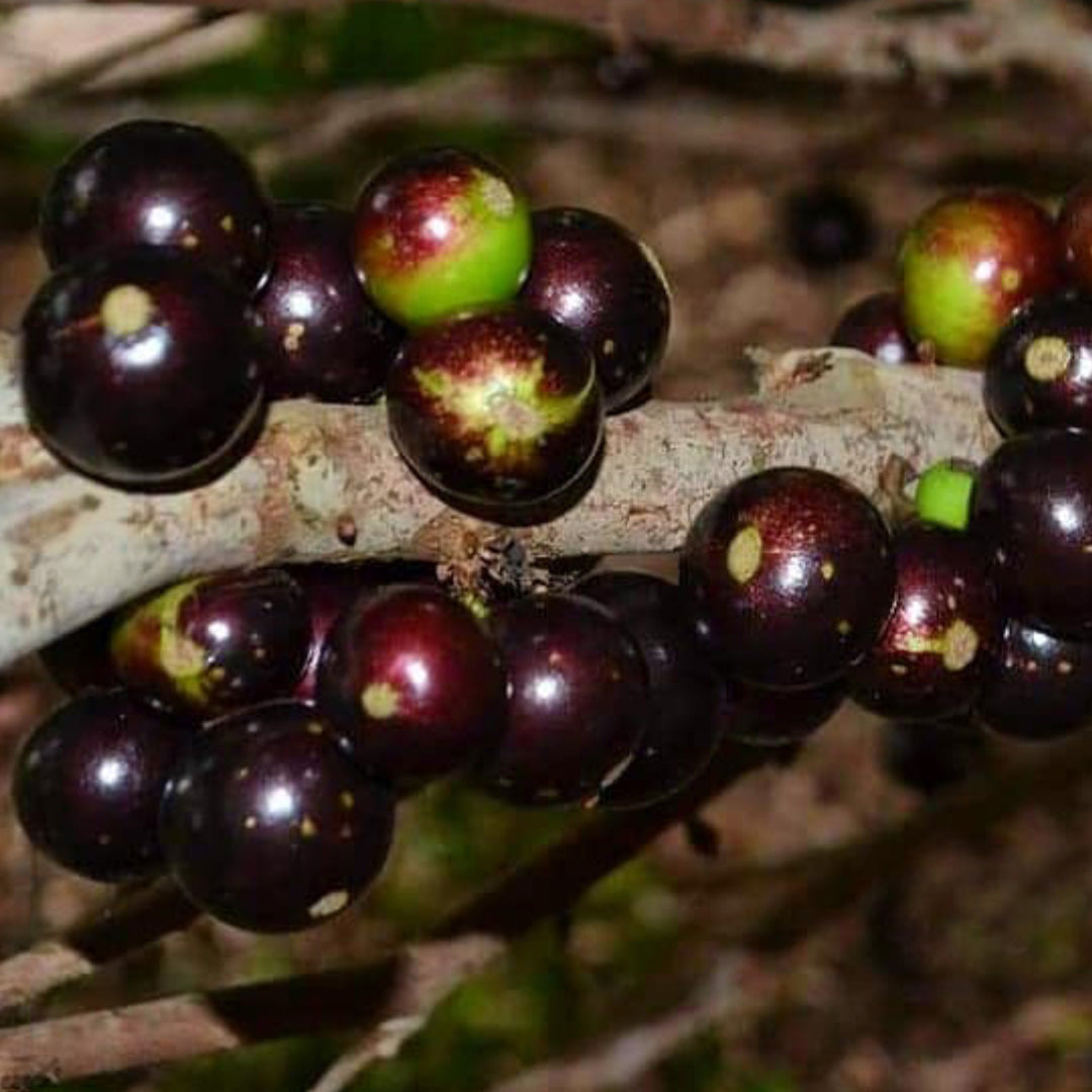 Jabuticaba rajada de Tatuí (Plinia coronata)