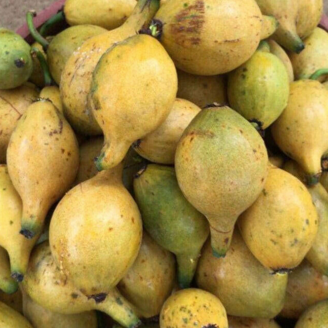 Garcinia sp. De Bico Seeds