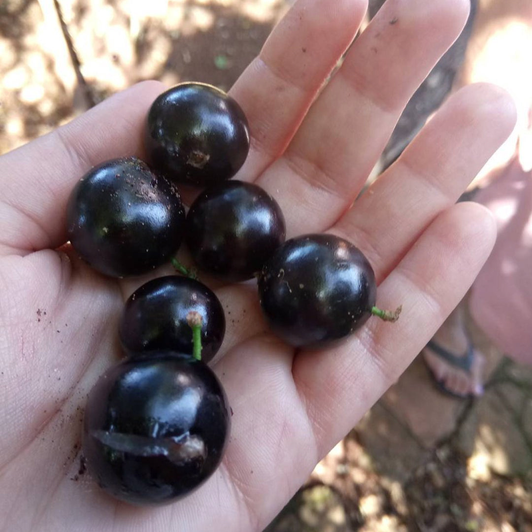 Cabinho Café Ipuiúna Jaboticaba Live plant (Plinia Trunciflora )