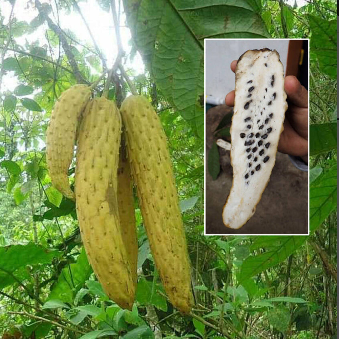 Guanabana live plant (Annona conica)