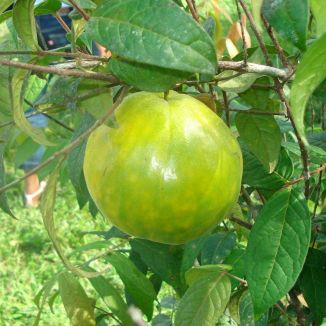Araza Boi fruit Live Plants (Eugenia Stipitata)