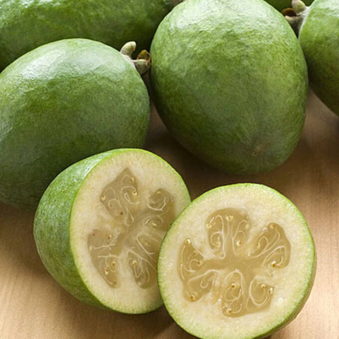 Feijoa Fruit live Plant (Acca sellowiana)