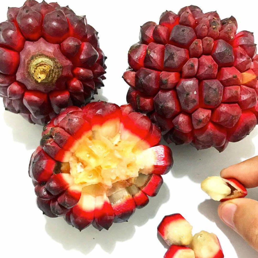 Pindaiba Fruit Live Plant (Duguetia Lanceolata)