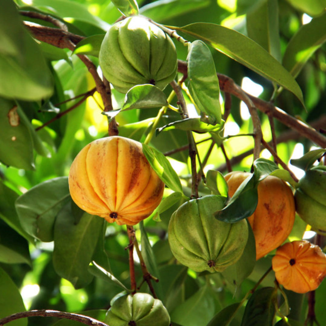 Asam Gelugur Live Plant (Garcinia atroviridis)