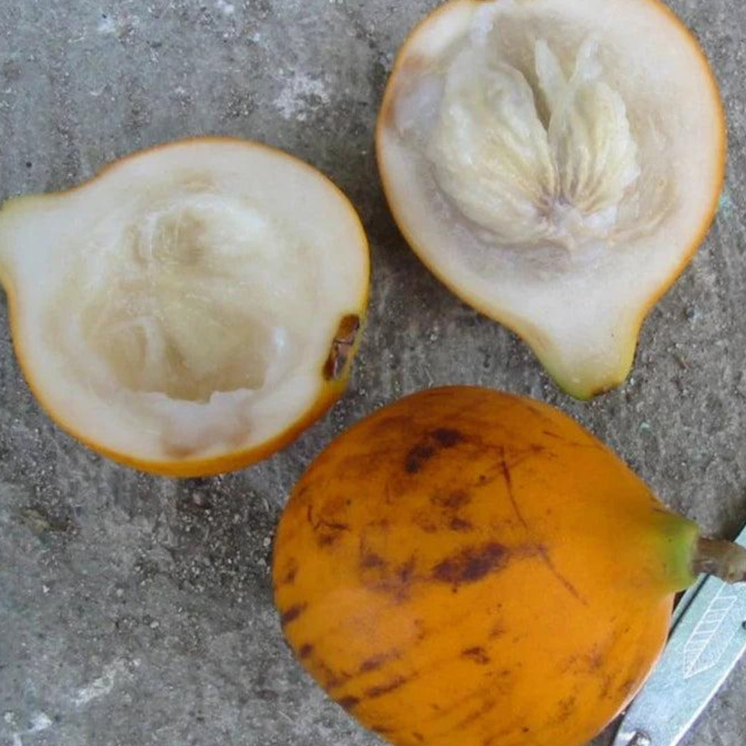 Mulchi Live Plant (Plinia inflata)