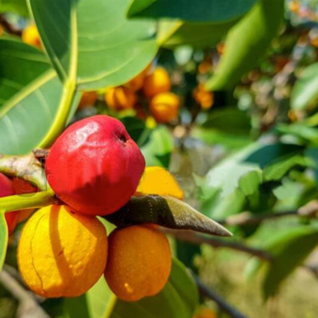 Kowa fruit Live Plants (Garcinia Kowa)
