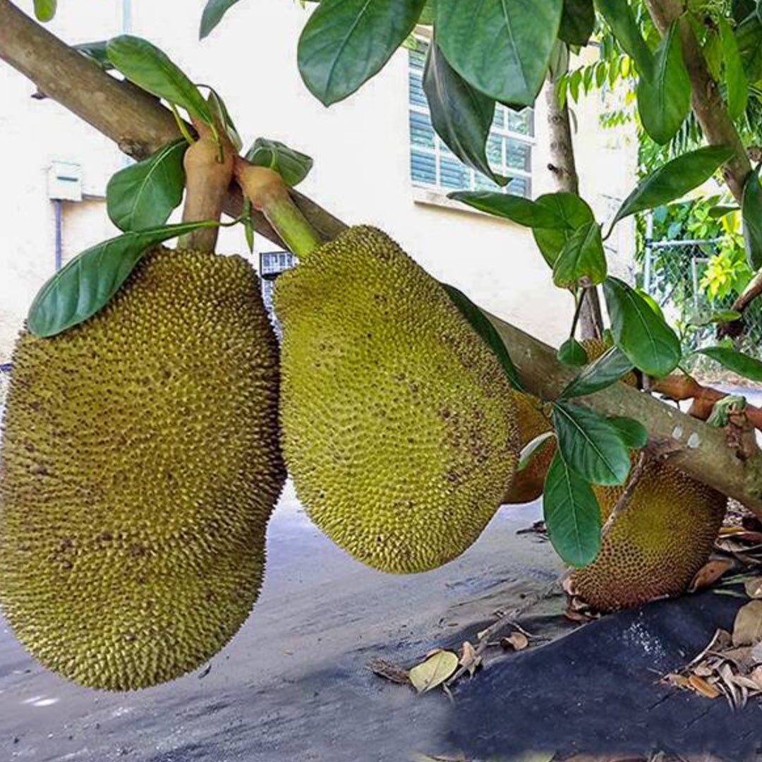 Cheena Chempedak Live Plants
