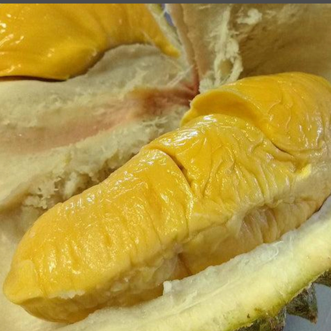 Musang king durian Live Plants