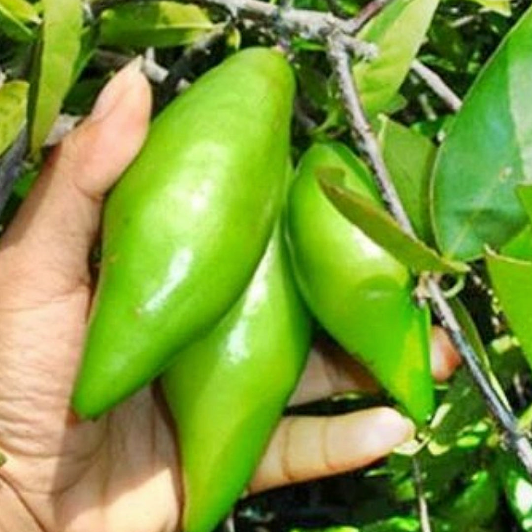 Madan Live Plant (Garcinia Schomburgkiana)