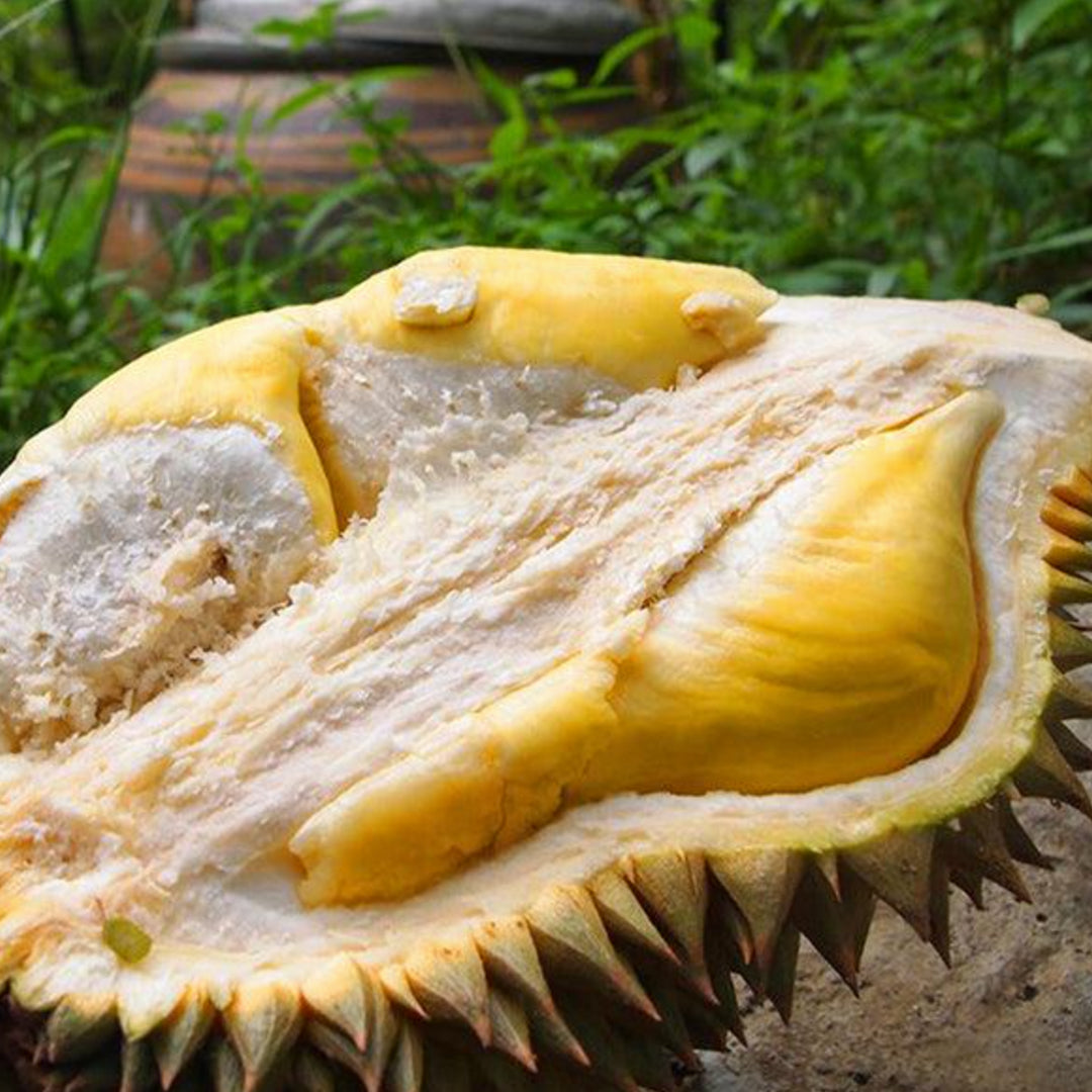 Nonthaburi durian Live Plants