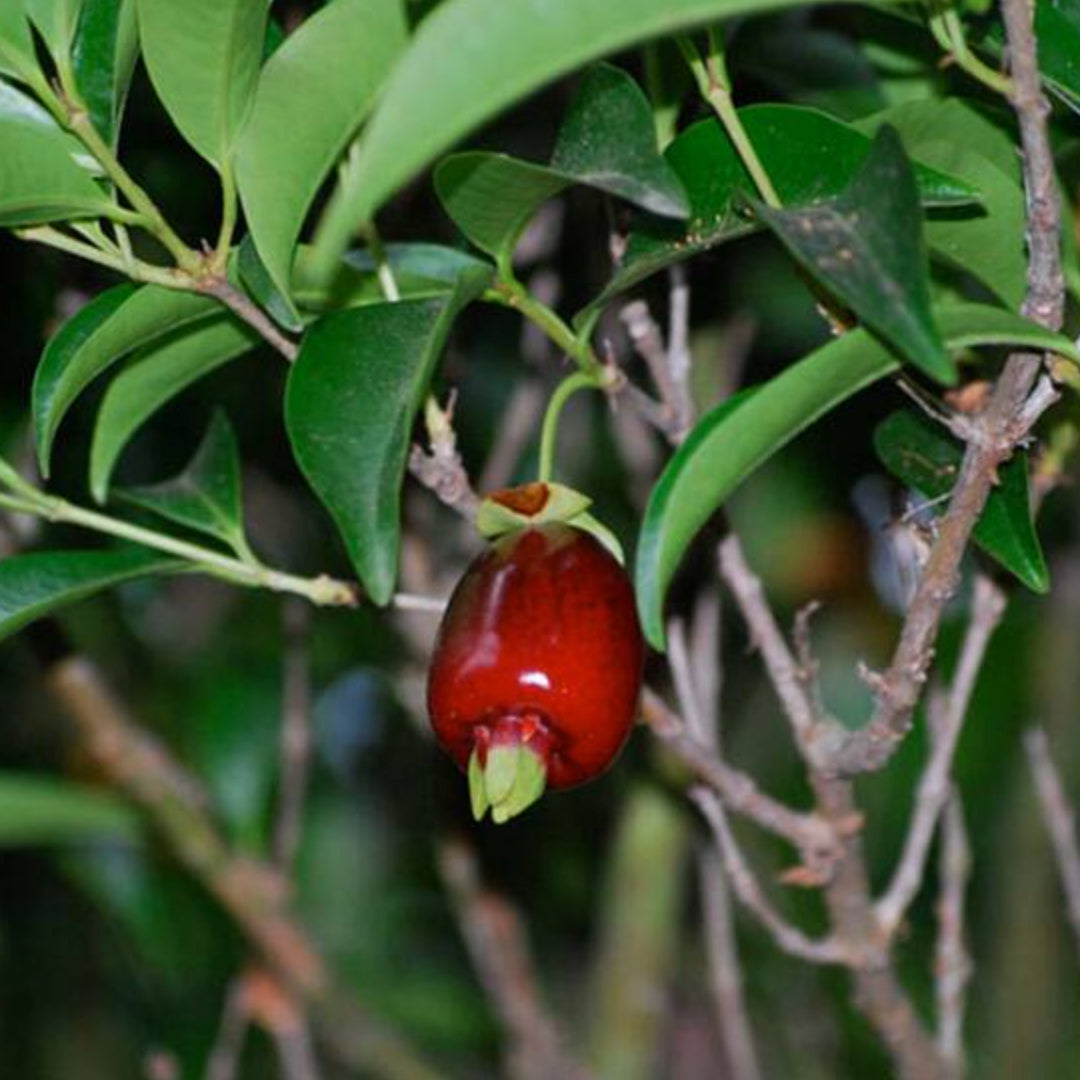 Cherry of De Rio Grande Live Plants (Eugenia Involucrata)