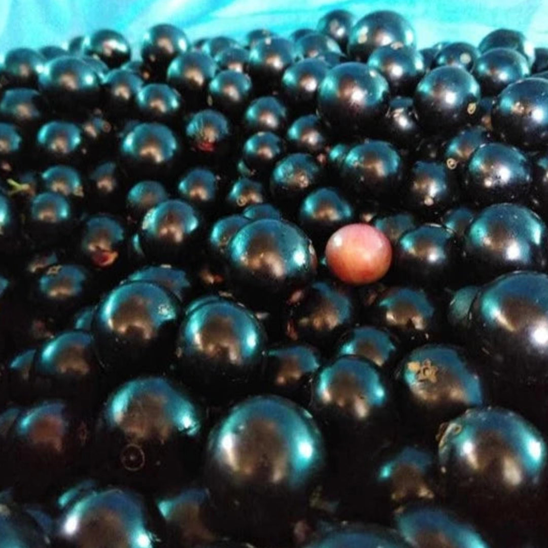 Jaboticaba ‘Campo De Ramon’ Live Plant (Plinia sp)
