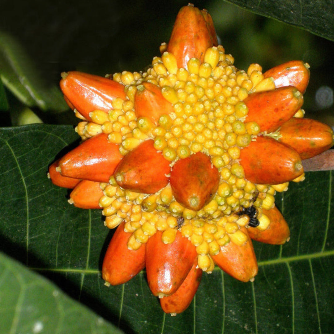 Kesusu Live Plants (Prainea Limpato)