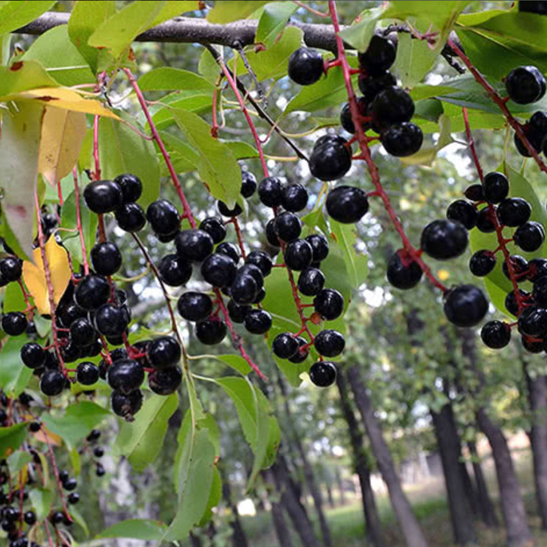 Branca Vinho Jaboticaba Live Plant (Plinia Phitrantha )