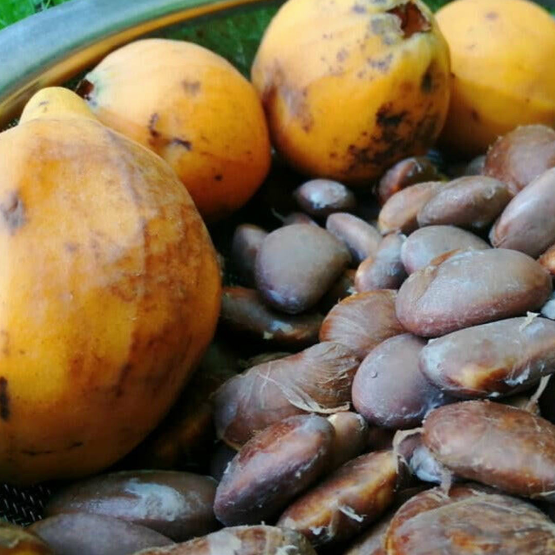 Clausa Live Plant (Plinia clausa)