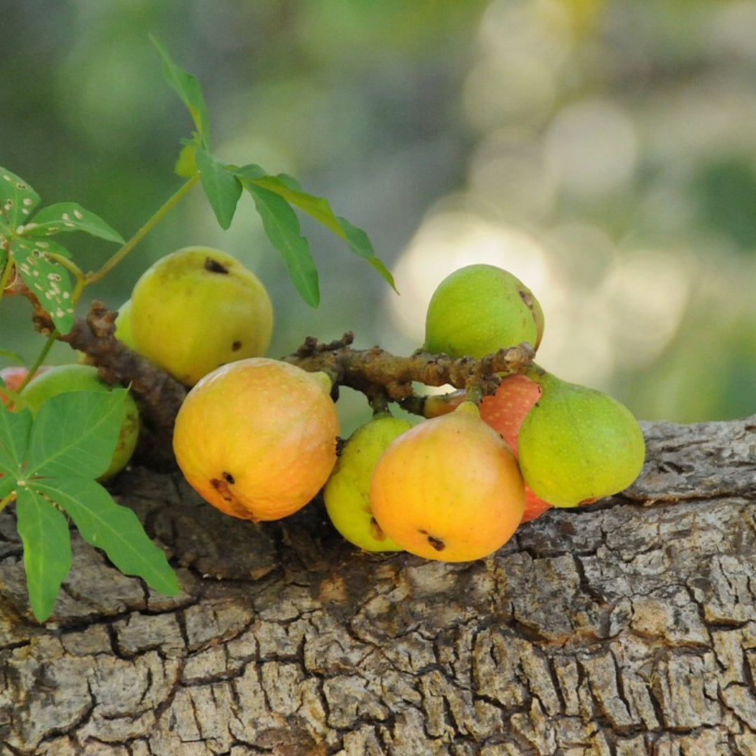 Cambuca Live Plants (Plinia Edulis)