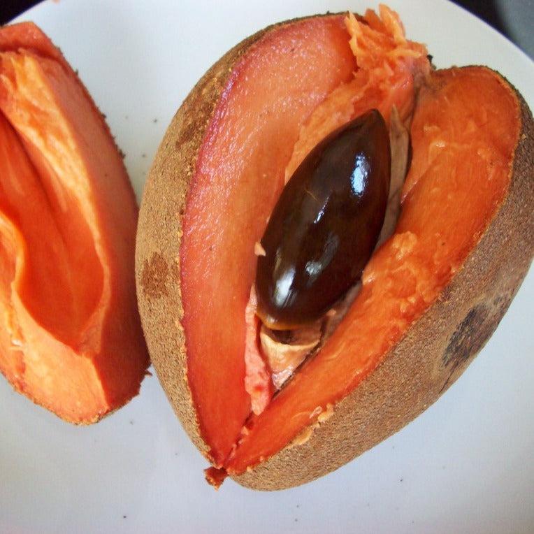 Mamey Sapote Pantine Live Plants (Pouteria Sapota)