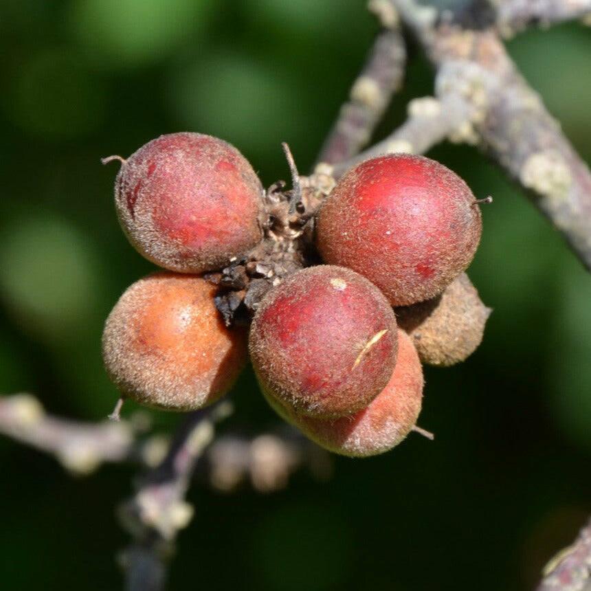 Pouteria alnifolia Live Plant