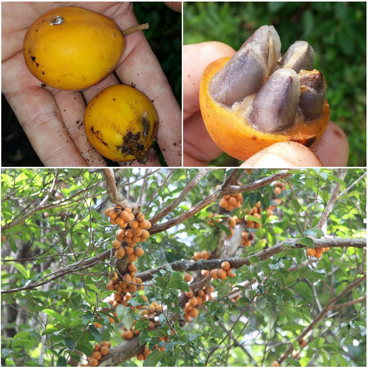 Sapoticaba Live Plant (Chrysophyllum cuneifolium)