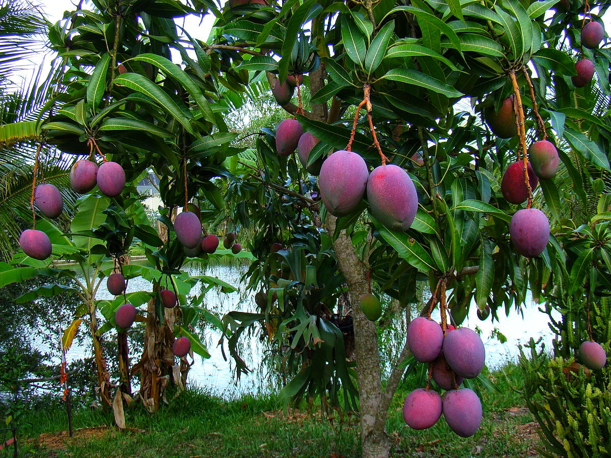 Mango Live Plants