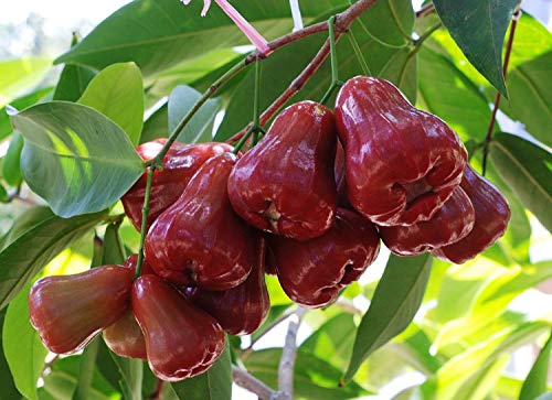 Chamba Live Plants