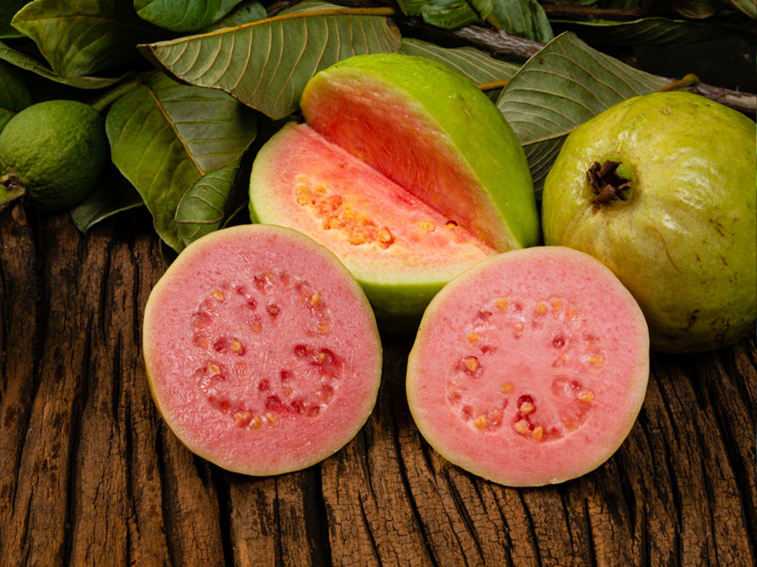 Guava Live Plants