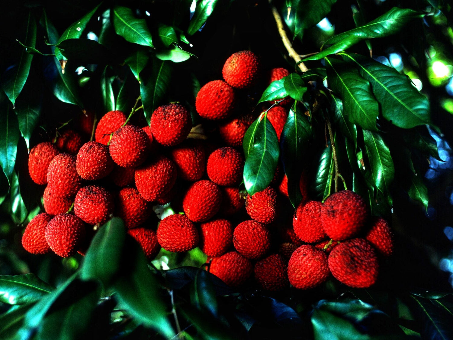 Sapindaceae Live Plants