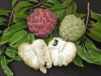 Annona Live Plants