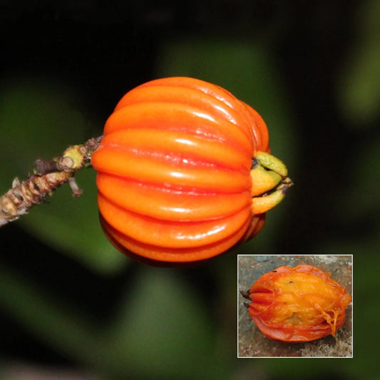 Araca Piranga Live Plant (Eugenia Multicostata)