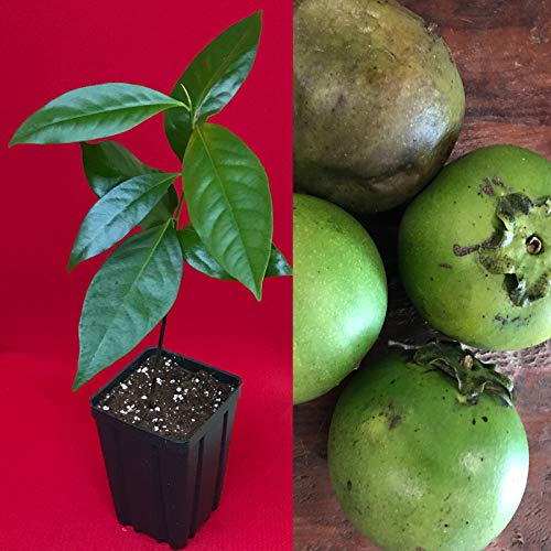 Black Sapote Live Plants (Diospyros Nigra)