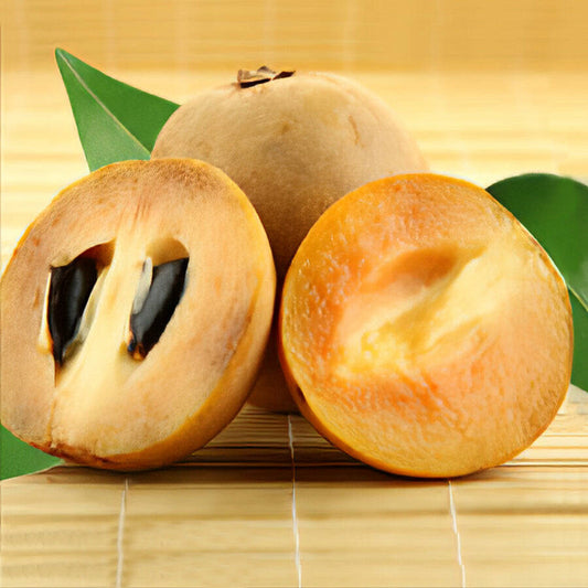 Chikku Sapote Live Plants (Manilkara Zapota)