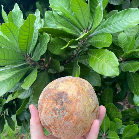 Cinnamon apple (Pouteria hypoglauca)