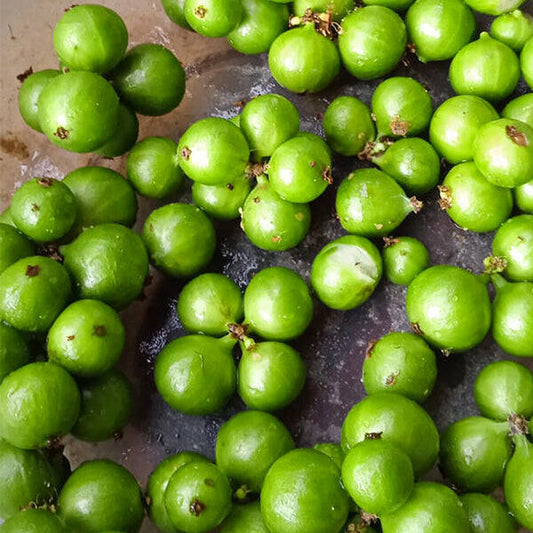 Cristal Green Live Plants
