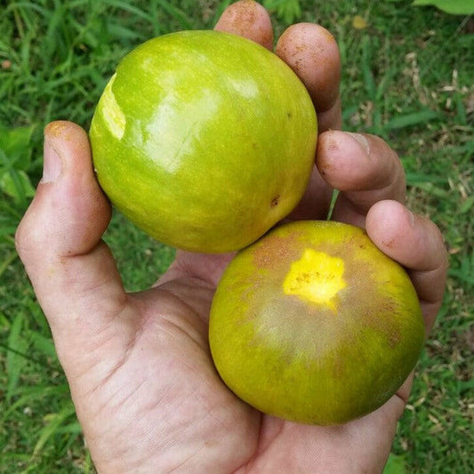 Cutite Live Plant (Pouteria macrophylla)