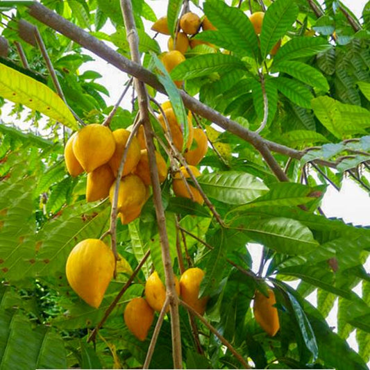 Egg Fruit Live Plants (Pouteria Campechiana)