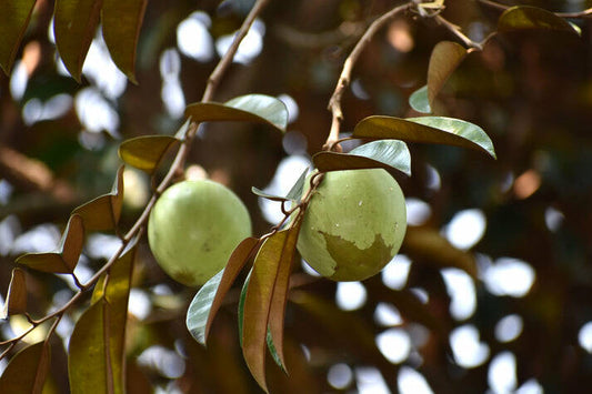 Green Star Apple Live Plants (Chrysophyllum Cainito)