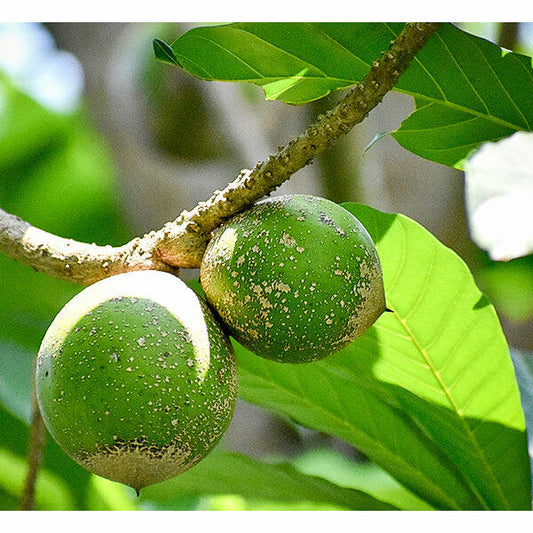 Green sapote Live Plants (Pouteria Viridis)