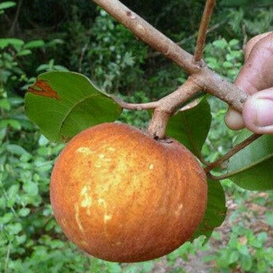 Guapeva Live Plant (Pouteria venosa)