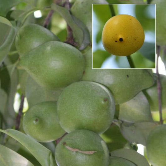 Garcinia assamica Live Plant